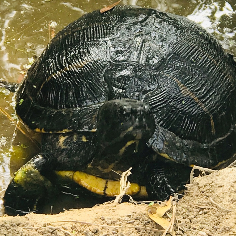 Meet your Posher, Tony